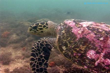 Turtle1