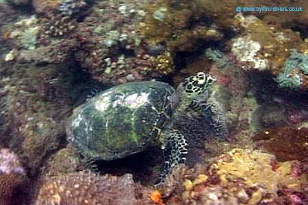 Turtle2