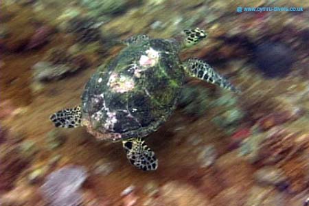 Turtle3