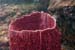 Barrel Sponge