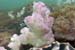 Coral1
