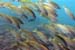 Fish3