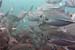 Fish7