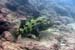 Grouper