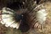 Lion Fish