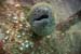 Moray1