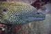 Moray2