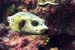 Puffer