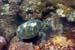 Turtle2
