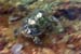 Turtle3