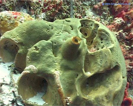 Cozumel12 copy