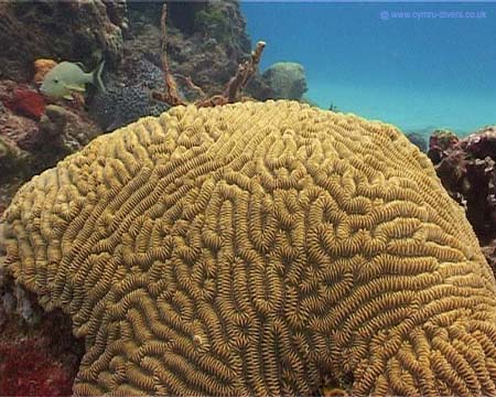 Cozumel16