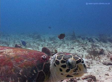 Tortuga13 copy