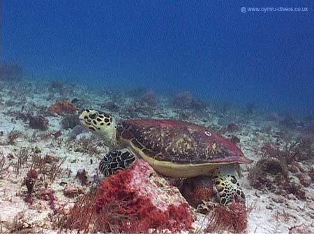 Tortuga14 copy