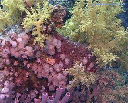 Coral13
