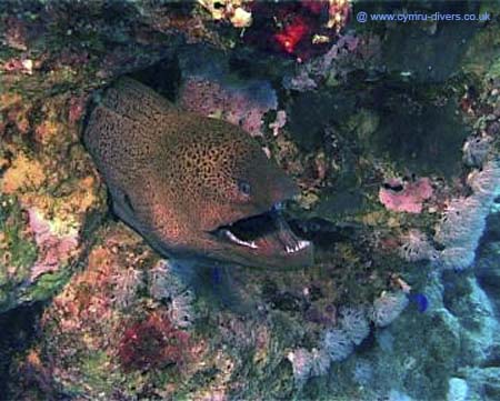 Moray01