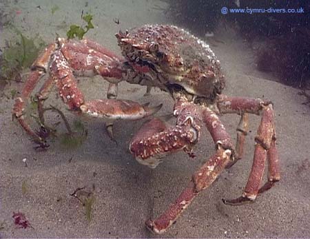 Crab7
