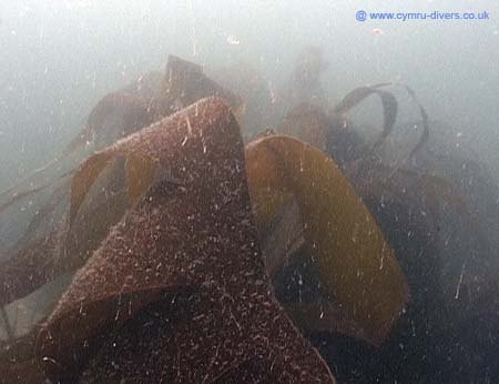 Seaweed3