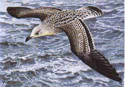 An immature  great black-backed gull