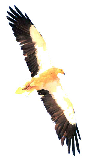 Egyptian vulture