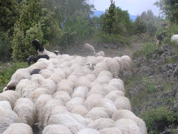 Sheep on Mount Etna Sicily