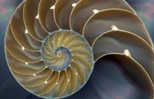 A section through nautilus shell