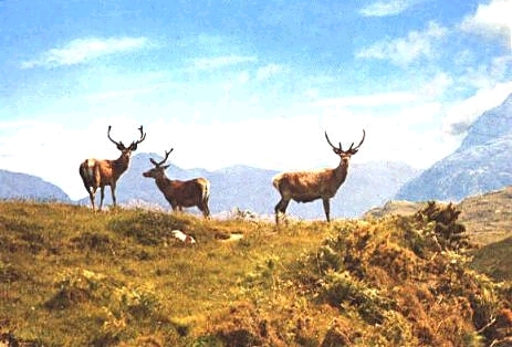 Stags - these are in Scotland in fact!
