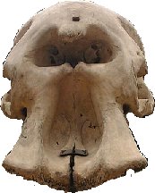 Skull of a modern elephant