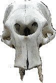 Skull of a dwarf elephant