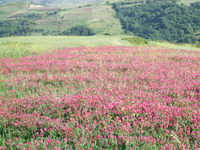 Wild flowers by the roadside