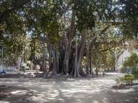 The Banyan tree in the Giardini Garibaldi, Palermo