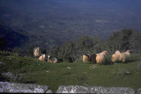 Sheep on the suimmit of Mount Ithome in Messenia