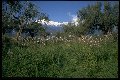 [view of Taygetus from Spartan acropolis]