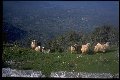 [The summit of Mount Ithome]