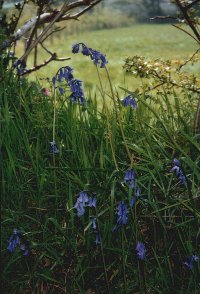 Bluebells