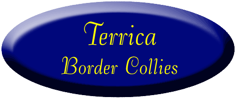 Terrica Border Collies
