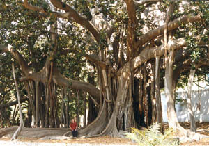 Michael under giant Ficus in Palermo Botanical Gardens