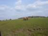 p1000169_small.jpg