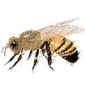honeybee picture