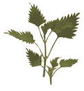 nettle picture