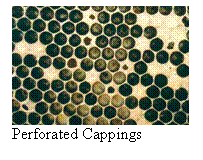 Text Box:  
Perforated Cappings


