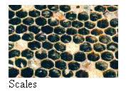 Text Box:  
Scales
