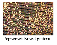 Text Box:  
Pepperpot Brood pattern
