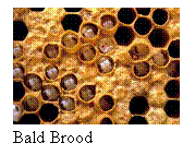 Text Box:  Bald Brood