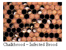 Text Box:  Chalkbrood  Infected Brood

