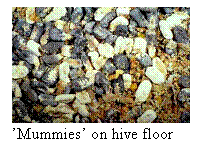 Text Box:  Mummies on hive floor

