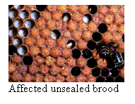 Text Box:  Affected unsealed brood

