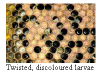 Text Box:  Twisted, discoloured larvae

