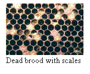 Text Box:  Dead brood with scales