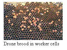 Text Box:  Drone brood in worker cells